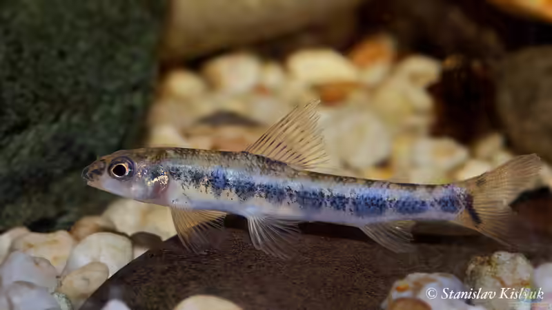 Nannocharax brevis im Aquarium halten (Einrichtungsbeispiele für Kleiner Bodensalmler)