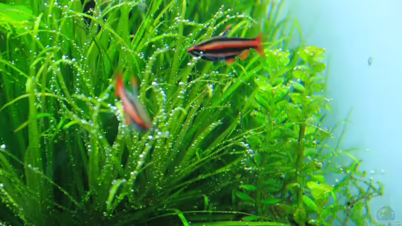 Nannostomi von disco-d (27)