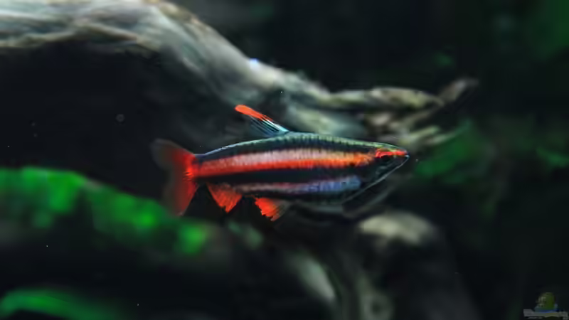 Nannostomos mortenthaleri von disco-d (24)