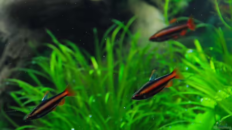 Nannostomos mortenthaleri von disco-d (25)