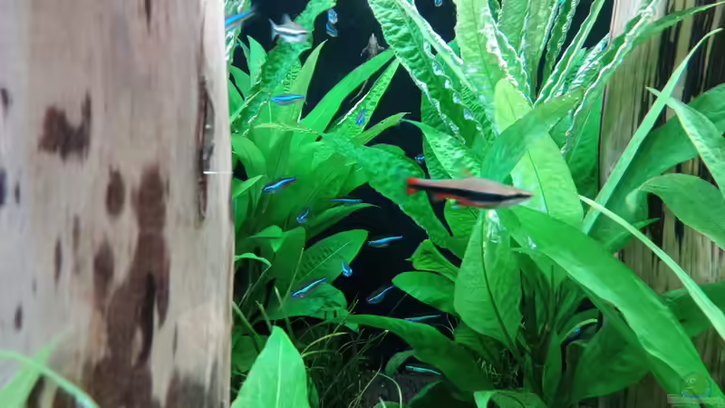 Nannostomus beckfordi ( M  im Vordergrund) dahinter eines seiner Weibchen und die von Torsten Bullmahn (80)