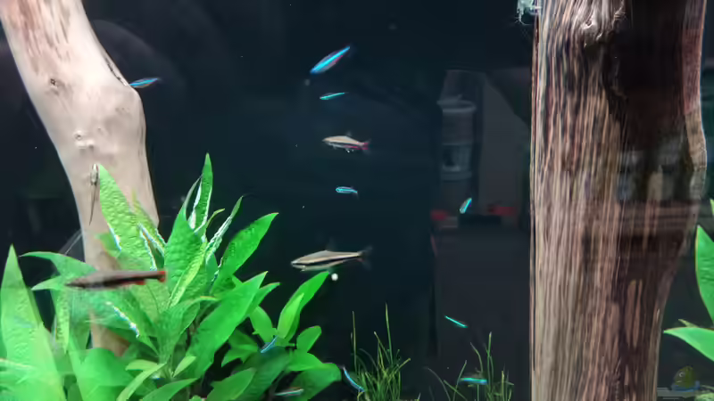 Aquarien mit Nannostomus beckfordi (Längsband-Ziersalmler)