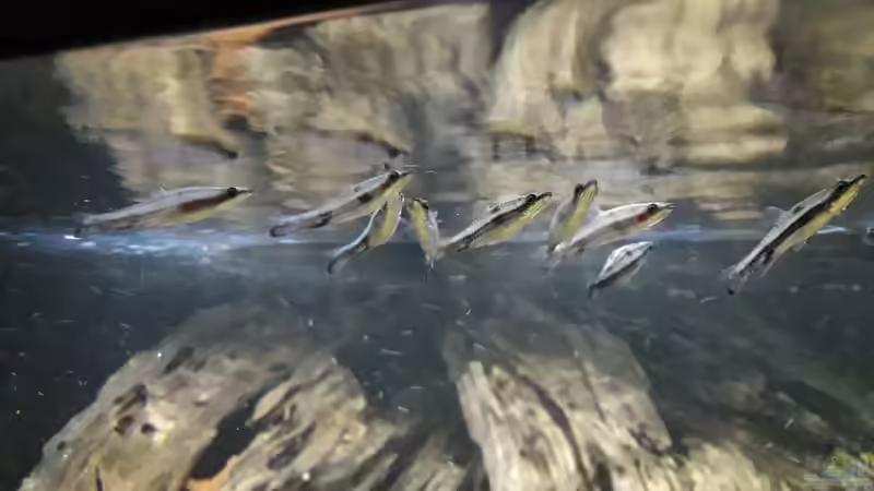 Aquarien mit Nannostomus eques (Spitzmaul-Ziersalmler)