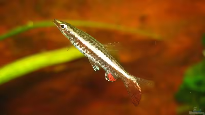 Nannostomus eques (M) von Sascha Biedermann (23)