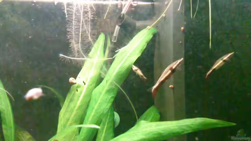 Aquarien mit Nannostomus eques (Spitzmaul-Ziersalmler)