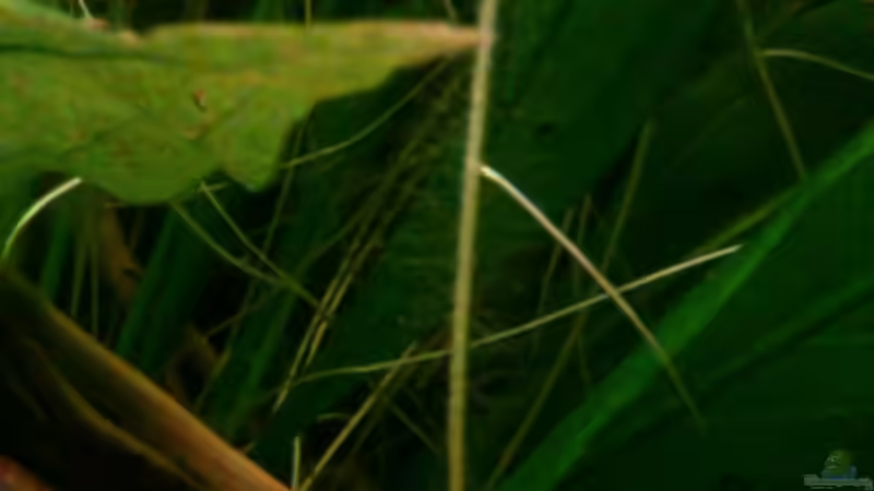 Aquarien mit Nannostomus eques (Spitzmaul-Ziersalmler)