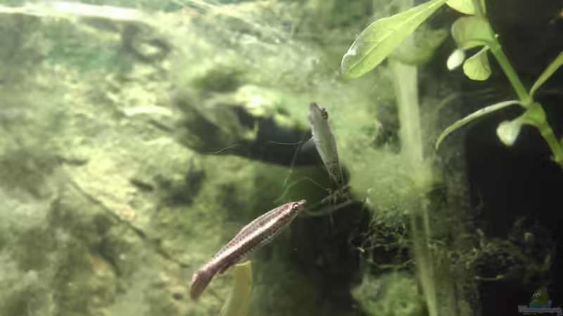 Nannostomus eques von Ben Mücke (9)