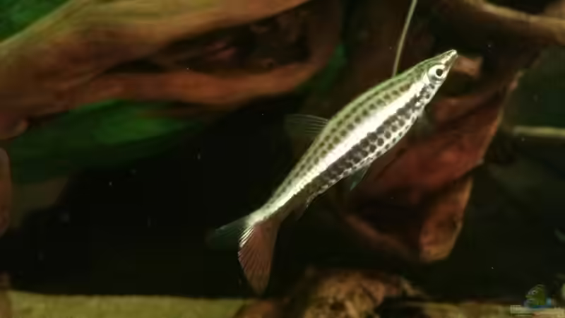 Nannostomus eques von GuyIncognito (19)