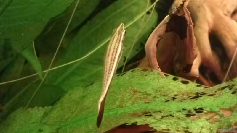 Nannostomus eques von GuyIncognito (21)