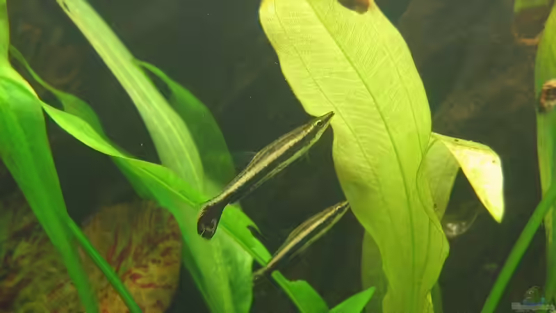 Nannostomus eques von Sascha Biedermann (15)