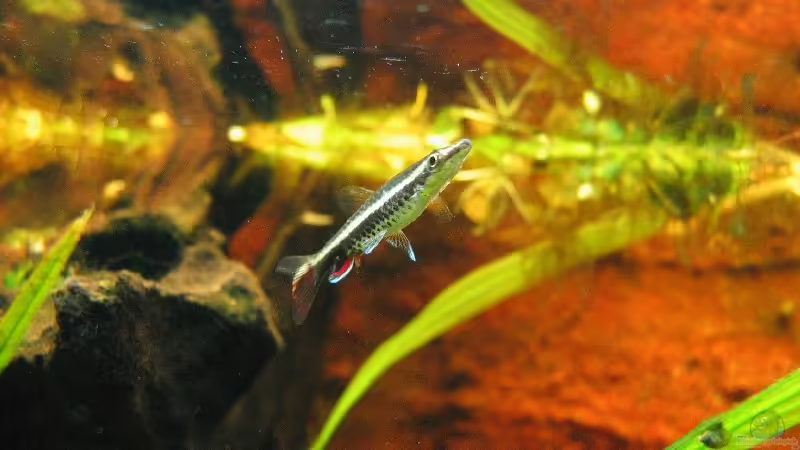 Nannostomus eques von Sascha Biedermann (18)