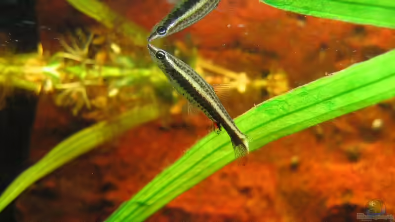 Nannostomus eques von Sascha Biedermann (21)