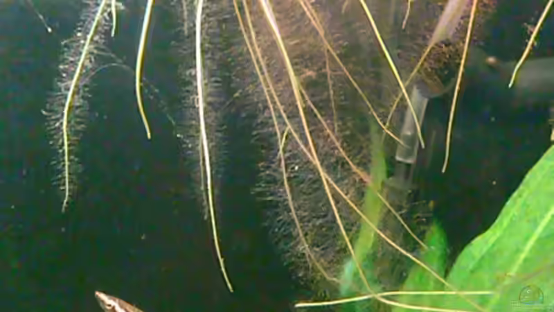 Aquarien mit Nannostomus eques (Spitzmaul-Ziersalmler)