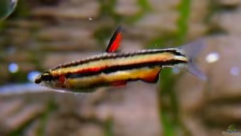 Nannostomus Marginatus - Zwergziersalmer von Sambia (70)