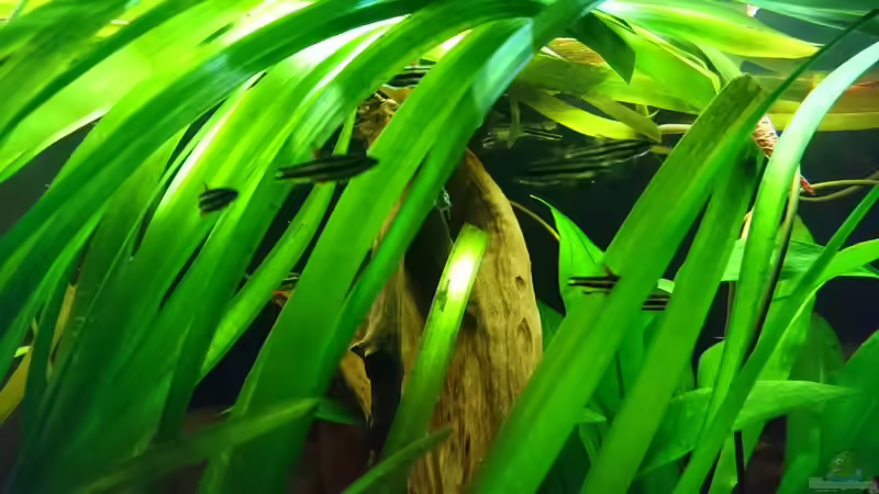 Nannostomus marginatus  von Cello (9)