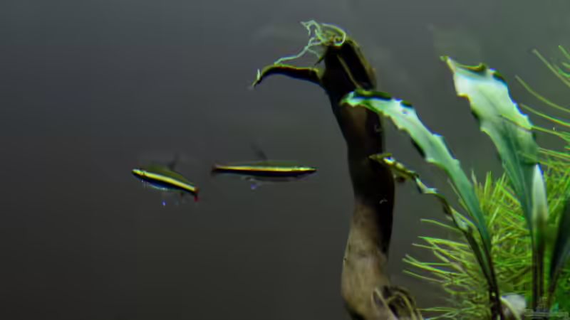 Nannostomus marginatus ??? Zwergziersalmler von Rotkopfsalmler (11)