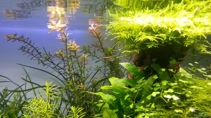 Aquarien mit Nannostomus marginatus (Zwergziersalmler)