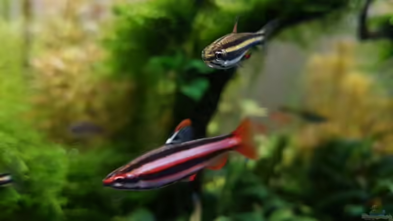 Nannostomus marginatus und Nannostomus mortenthaleri von YoshiMaus (32)