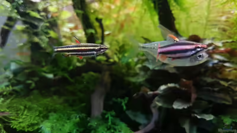 Aquarien mit Nannostomus mortenthaleri (Purpurziersalmler)