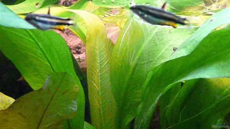 Nannostomus marginatus von Andreas Fuchs (20)