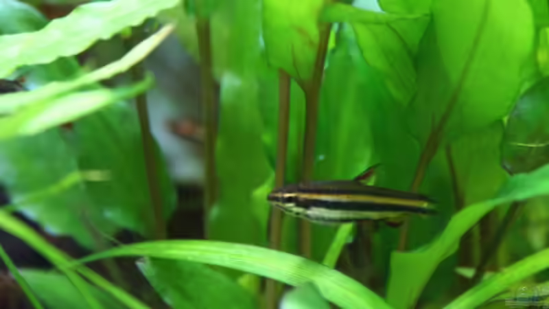 Nannostomus marginatus von Apistofan (36)