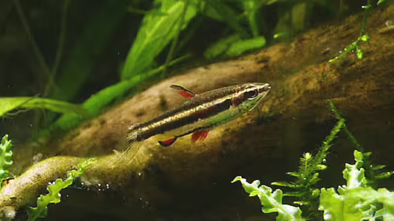 Nannostomus Marginatus von Ingrid Jung (12)