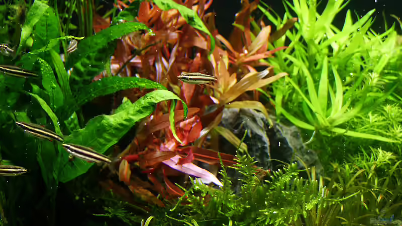 Aquarien mit Nannostomus marginatus (Zwergziersalmler)