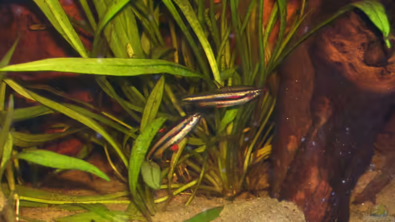 Aquarien mit Nannostomus marginatus (Zwergziersalmler)