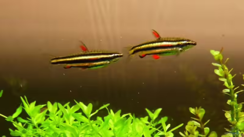 Aquarien mit Nannostomus marginatus (Zwergziersalmler)