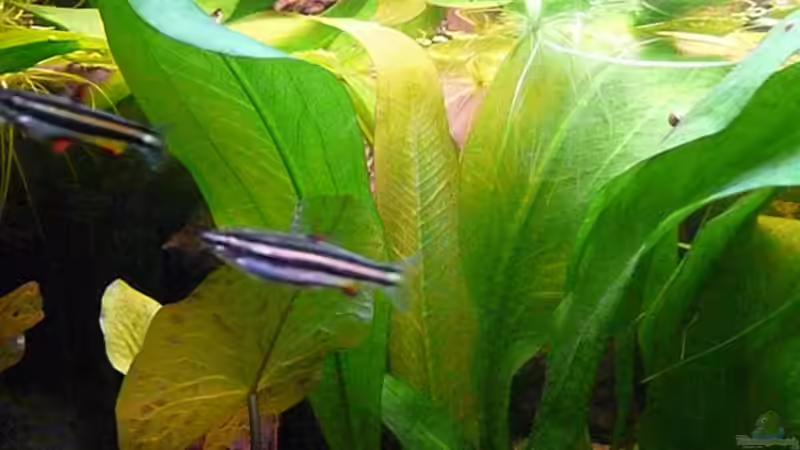 Aquarien mit Nannostomus marginatus (Zwergziersalmler)