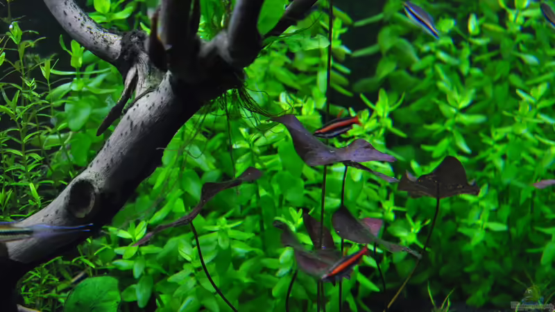 Aquarien mit Nannostomus mortenthaleri (Purpurziersalmler)