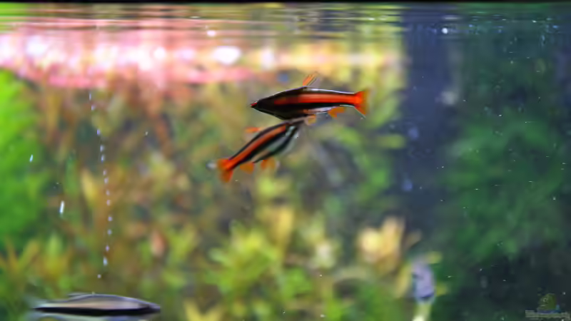 Aquarien mit Nannostomus mortenthaleri (Purpurziersalmler)