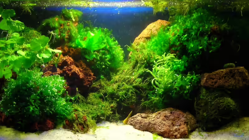 Nano, 11. Tag von Sini (2)