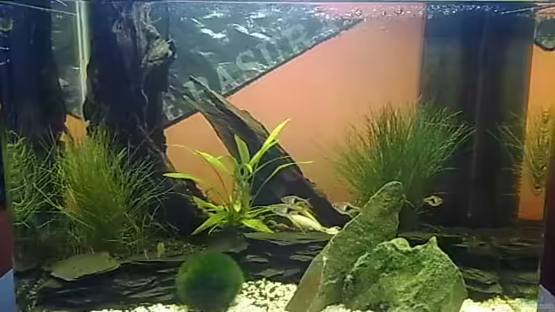 nano 30l von ehemaliger User (1)