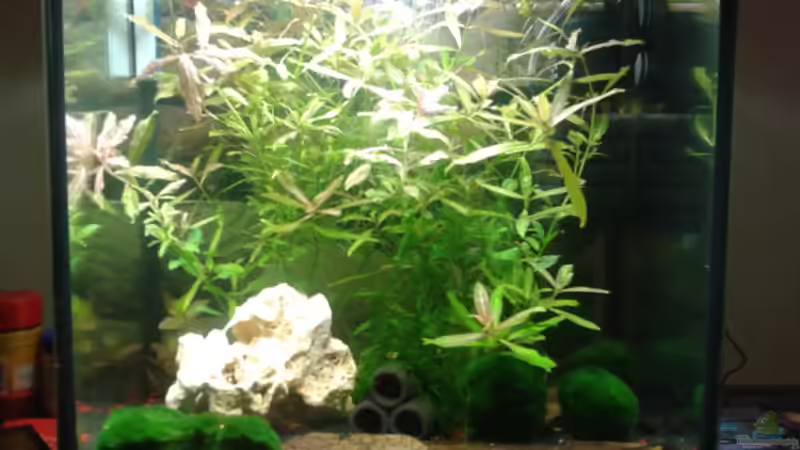 Nano Becken für CPO´s und Garni´s von Bully-1999 (1)