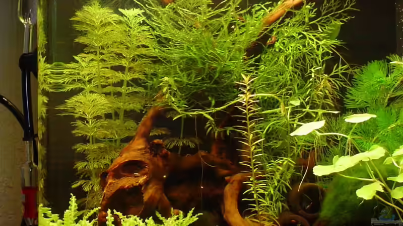 Nano C02 von Sailfish (14)