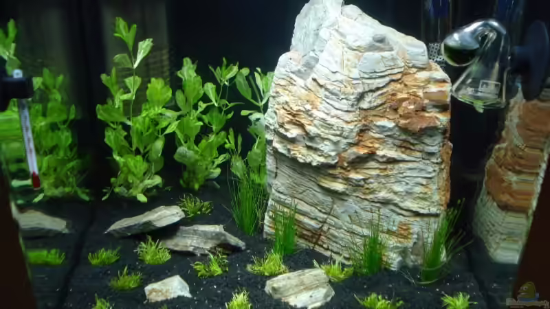 Nano Cube 20 liter 23.12.2008 von David Weidenbacher (1)