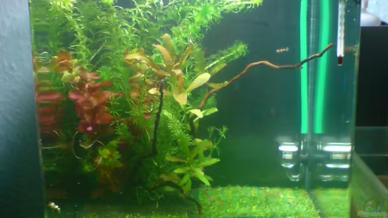 Nano Cube 20 liter von yuezueak (1)