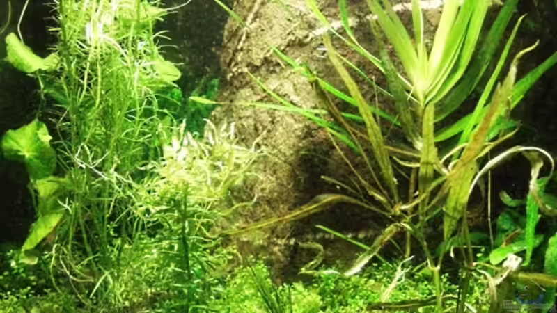 Nano Cube 30L von Alexander Trösch (1)