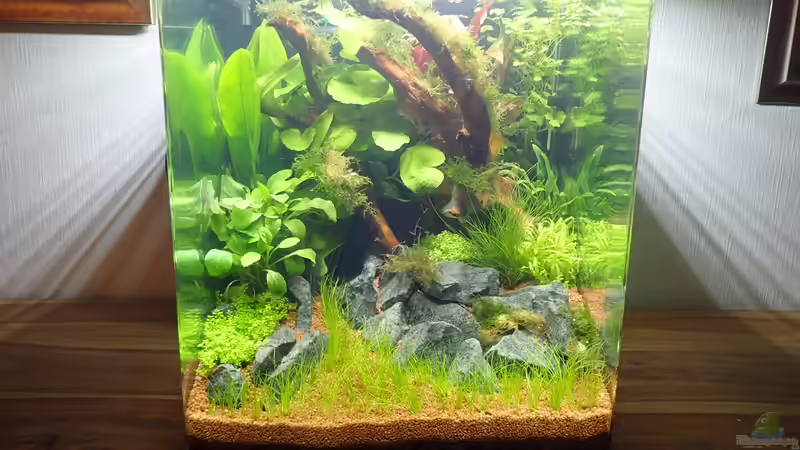 Nano Cube vor der Neueinrichtung von Mark D.C. (3)