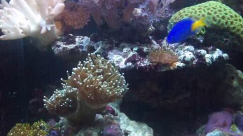 nano dennerle 30l in der küche von muchta (1)