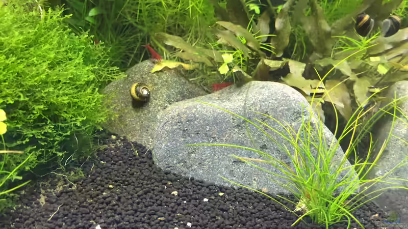 Nano Findlinge 1 von DavidK31 (7)