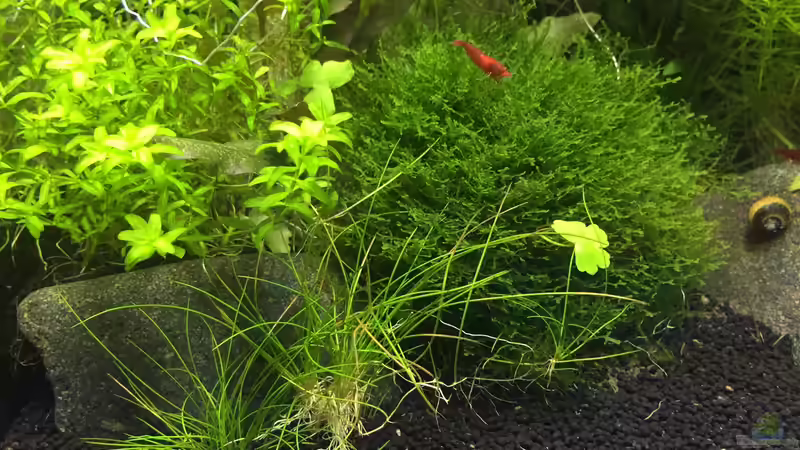 Nano Findlinge 2 von DavidK31 (8)