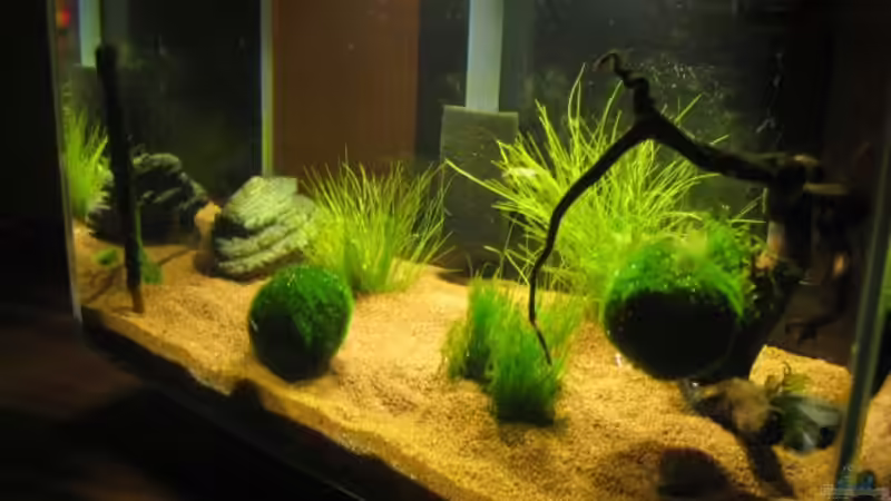 Nano Fluval Edge von Christian Dobler (5)