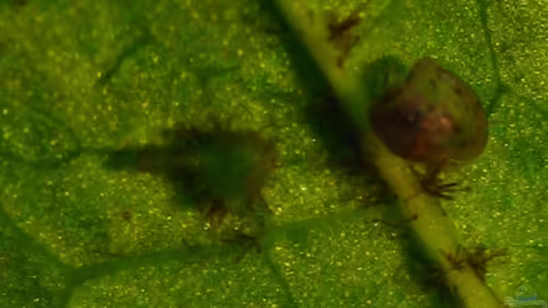 ´Nano-Javafarn´ entsteht an der Blattunterseite von Nanu (19)