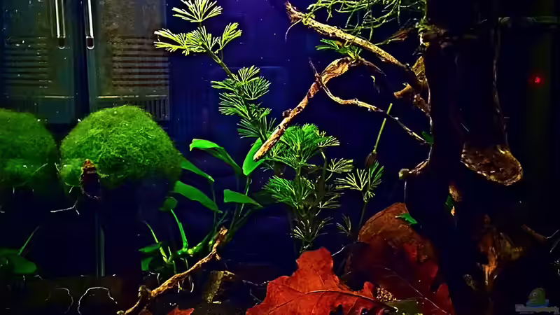 Nano Kakadu von Sale87 (2)