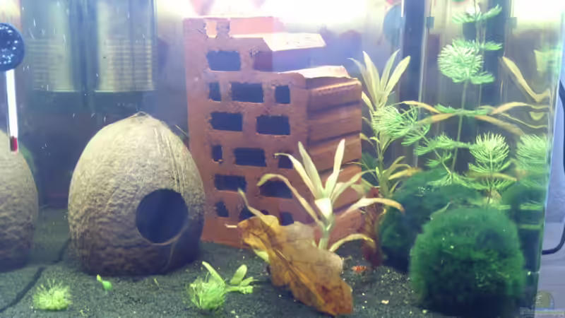 Nano von Silvia78 (1)