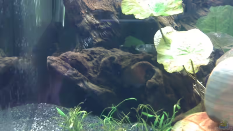 Nanochchromis transvestitus von ml69 (19)