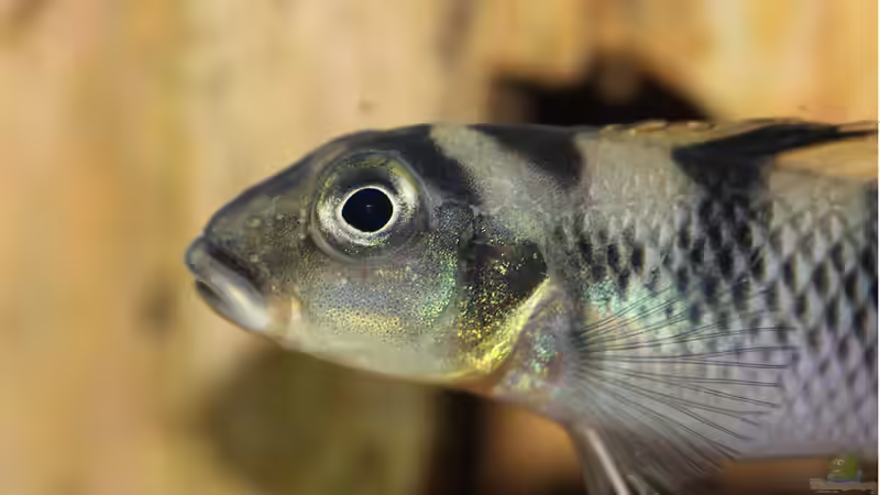 Nanochromis - Zwergbuntbarsche aus Westafrika