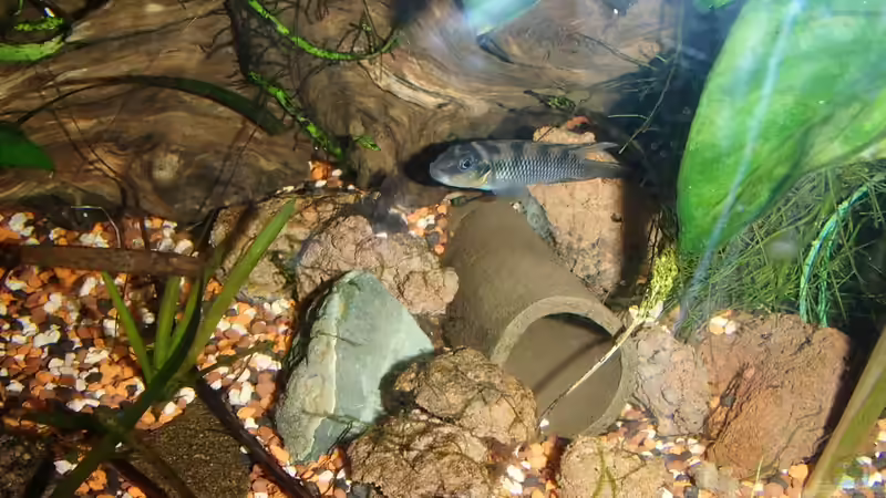 Nanochromis - Zwergbuntbarsche aus Westafrika